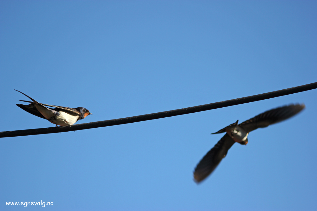 Slippe-fri-Selvstendighet-Løsrivelse-Oppvekst